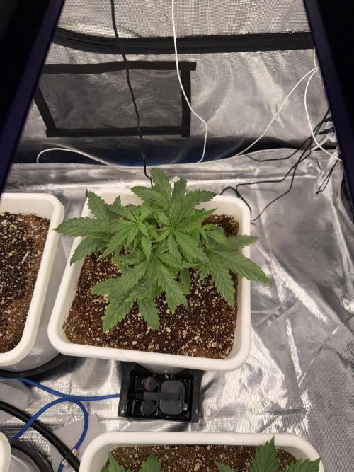 Summer tent grow. Week 3 - Hindu Kush
21 days