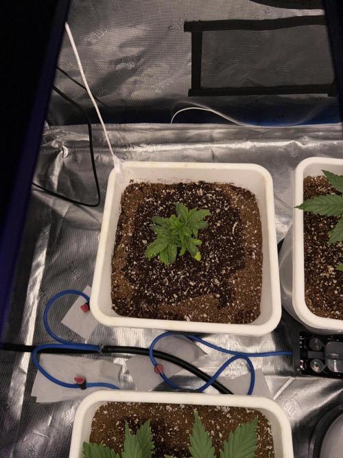 Summer tent grow. Week 3 - Hindu Kush 
21 days 