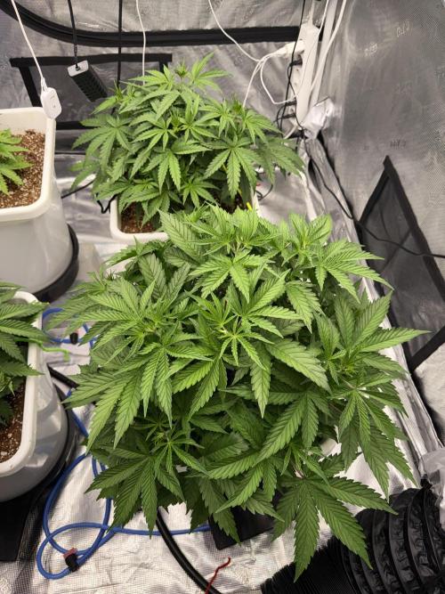 Summer tent grow. Week 4 - NL
27 days