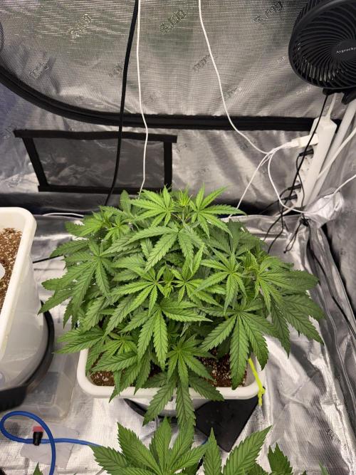 Summer tent grow. Week 4 - Hindu Kush
28 days 