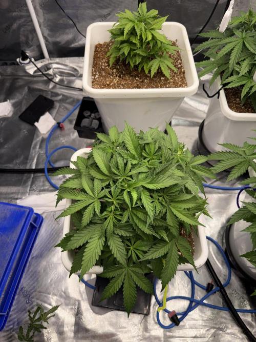 Summer tent grow. Week 4 - NL
27 days 