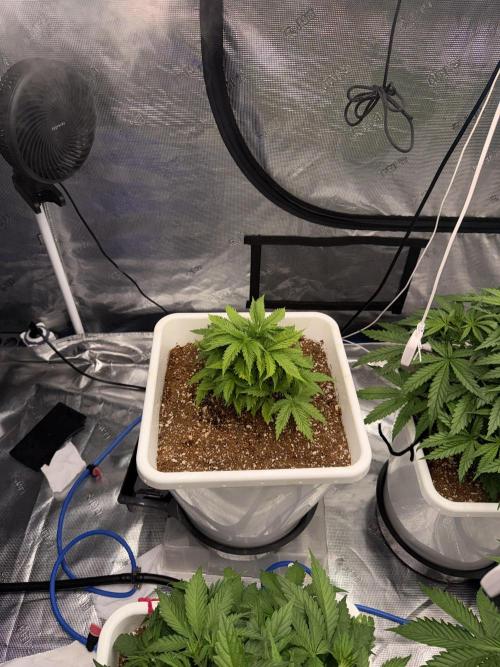 Summer tent grow. Week 4 - Hindu Kush 
28 days