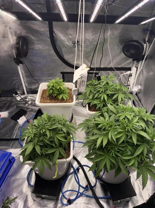 Summer tent grow. Week 4