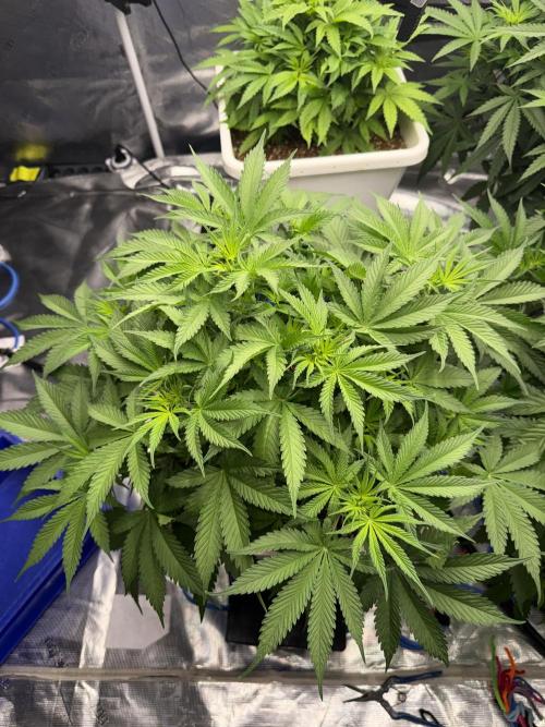 Summer tent grow. Week 5 - NL