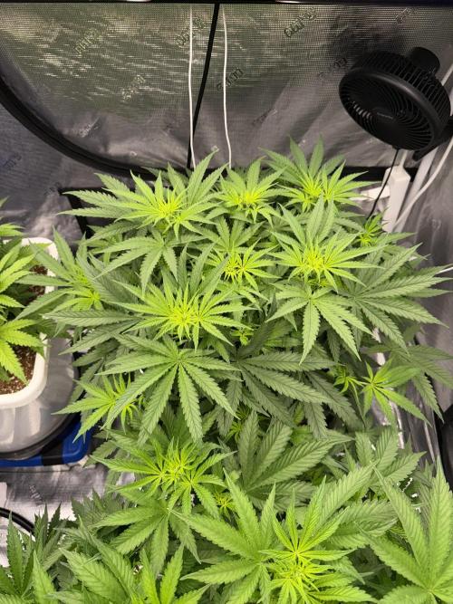 Summer tent grow. Week 5 - Hindu kush