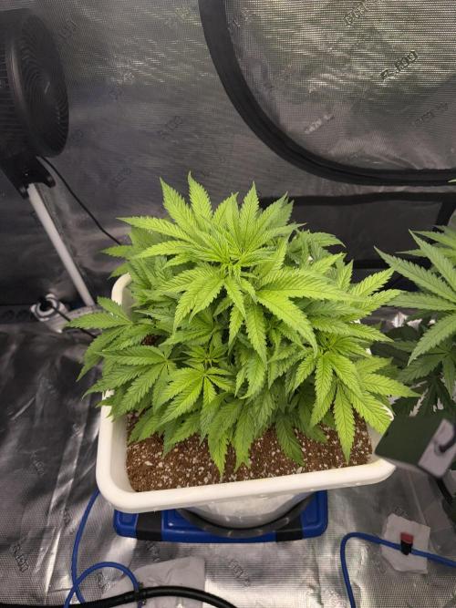 Summer tent grow. Week 5 - Hindu Kush 