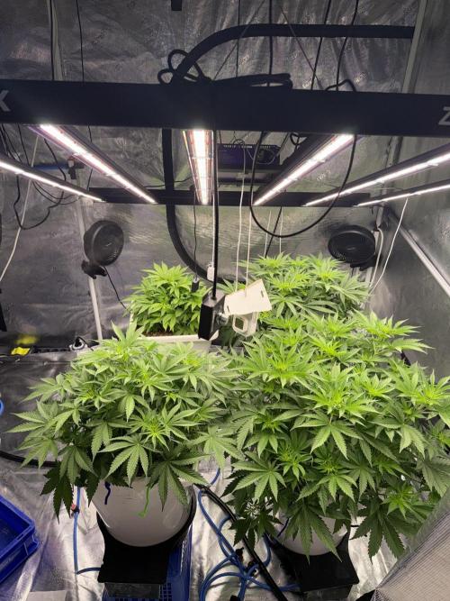 Summer tent grow. Week 5