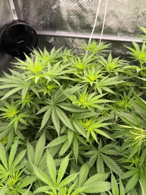 Summer tent grow. Week 6 - Hindu kush