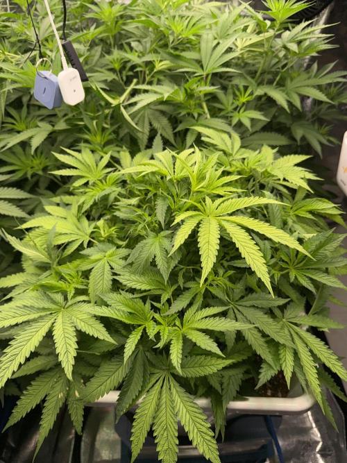 Summer tent grow. Week 6 - Runt Hindu Kush 