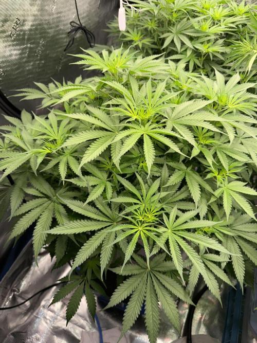 Summer tent grow. Week 6 - Nl 