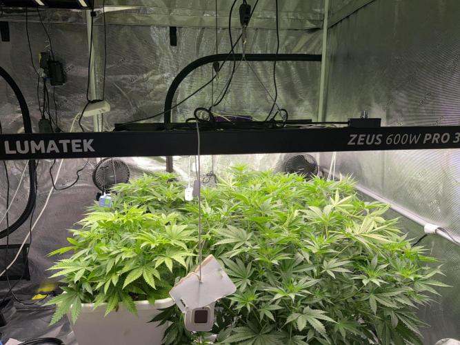 Summer tent grow. Week 6
