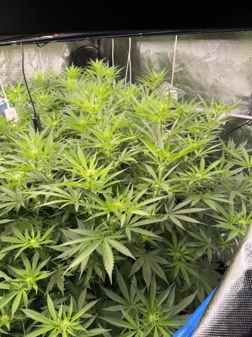 Summer tent grow. Week 7 - Northern lights 
21 days 