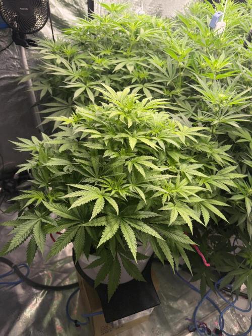 Summer tent grow. Week 7 - Hindu Kush 