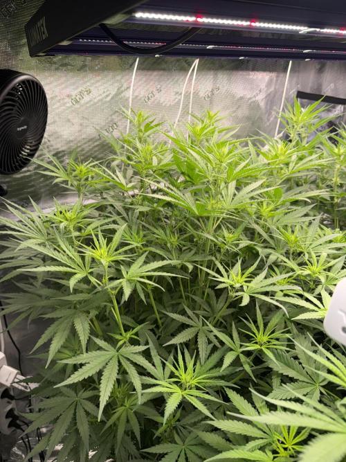 Summer tent grow. Week 7 - Hindu Kush 