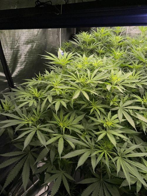 Summer tent grow. Week 7 - Northern lights 