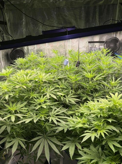 Summer tent grow. Week 7