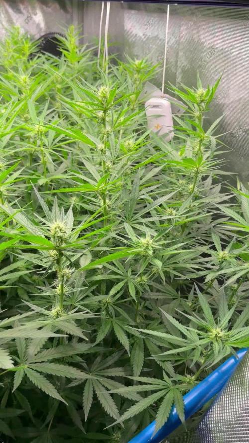 Summer tent grow