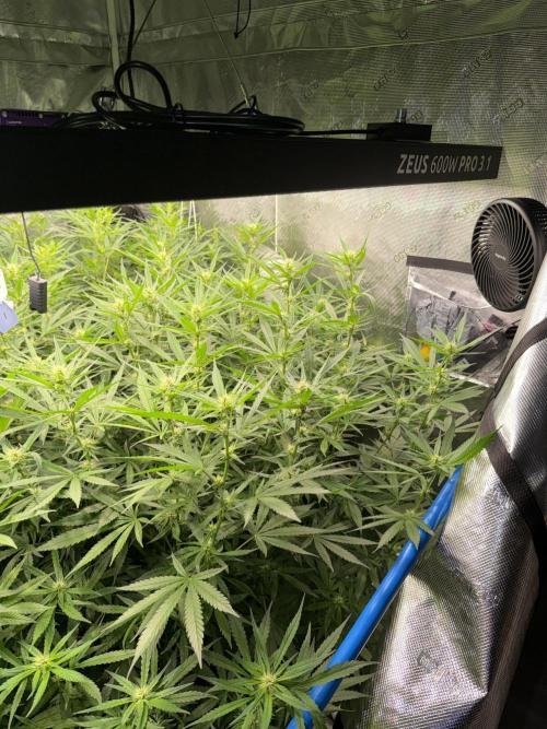 Summer tent grow. Week 8 - Northern lights 
