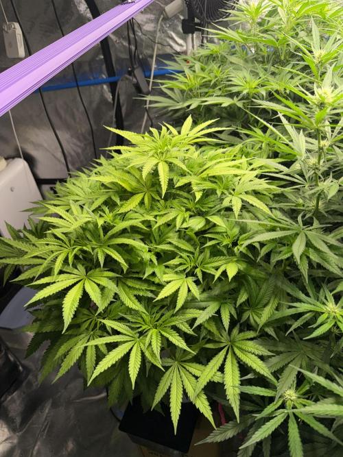 Summer tent grow. Week 8