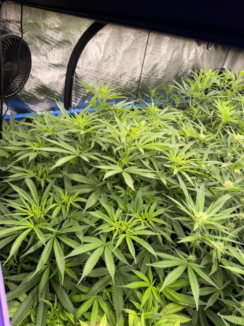 Summer tent grow. Week 8