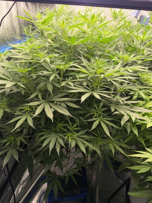 Summer tent grow. Week 8
