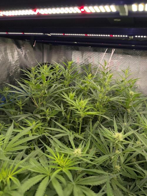 Summer tent grow. Week 8