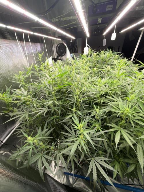 Summer tent grow. Week 9 - NL
32 days flower 