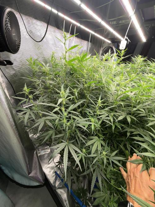 Summer tent grow. Week 9