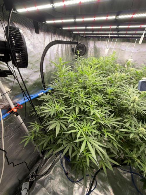 Summer tent grow. Week 9