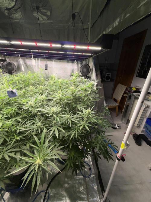 Summer tent grow. Week 9