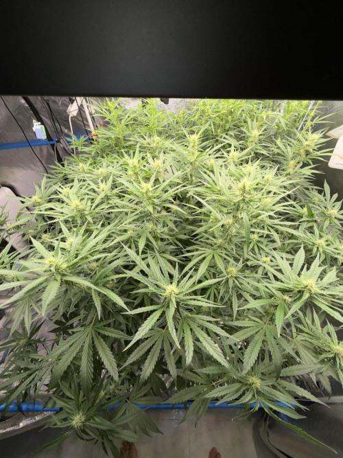 Summer tent grow. Week 9