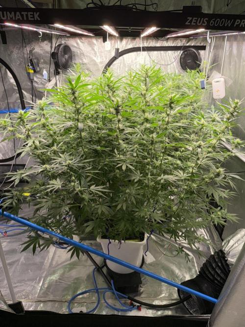 Summer tent grow. Week 9