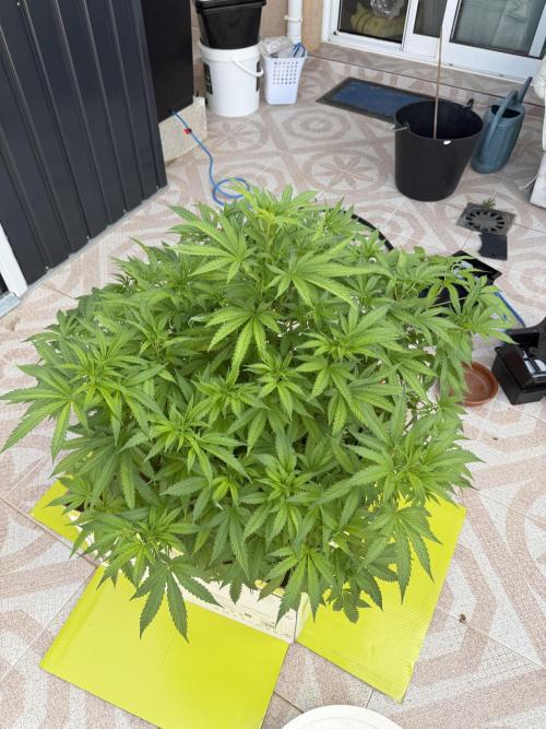 Hindu Kush outside. Week 9