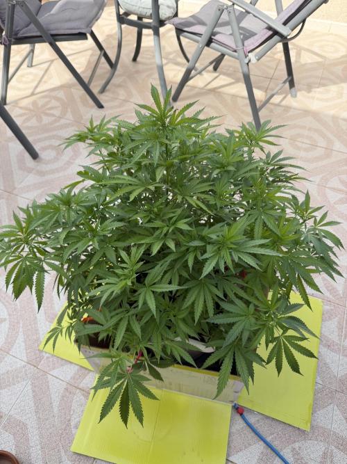 Hindu Kush outside. Week 9
