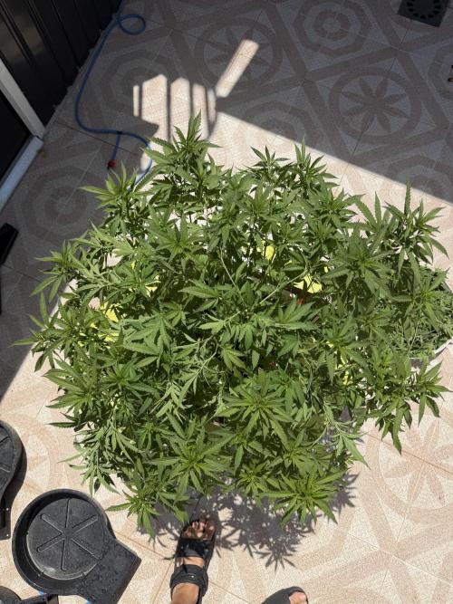 Hindu Kush. Week 10