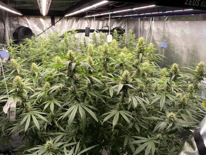 Summer tent grow. Week 10 - 44 days 