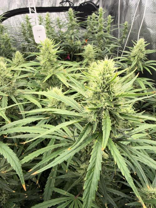 Summer tent grow. Week 10