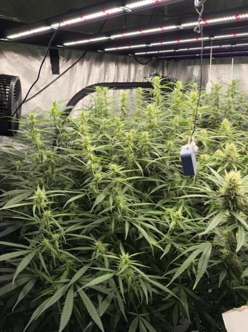 Summer tent grow. Week 10