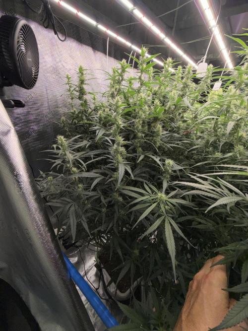 Summer tent grow. Week 10