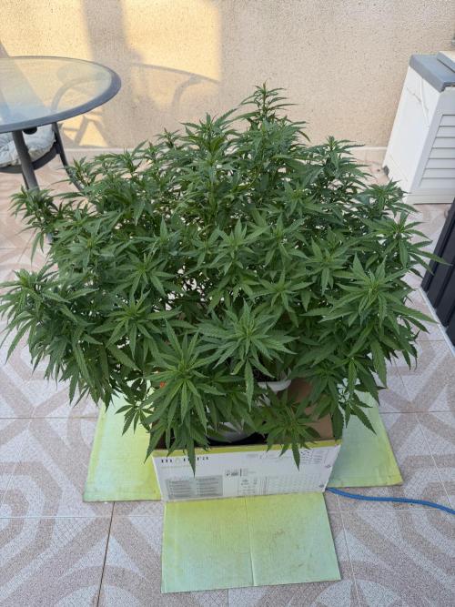 Hindu Kush outside. Week 11