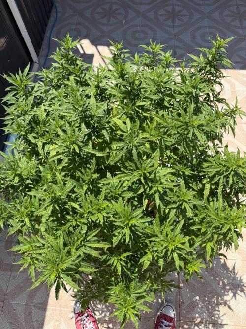 Hindu Kush outside. Week 12