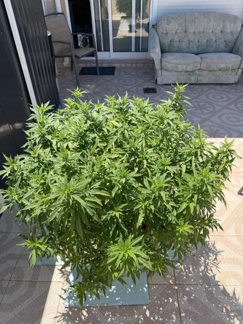 Hindu Kush outside. Week 12