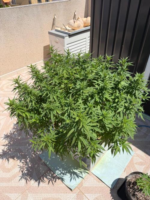 Hindu Kush. Week 12