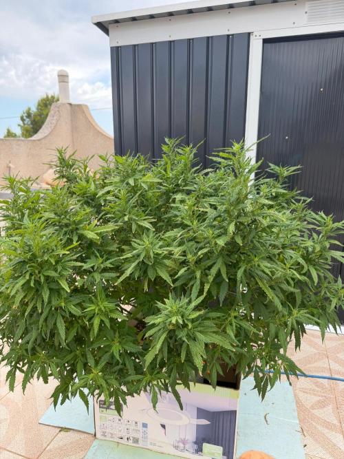 Hindu Kush outside. Week 13