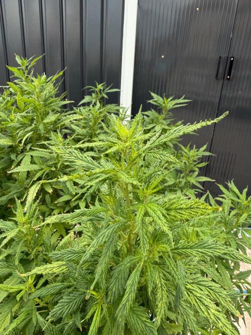 Hindu Kush. Week 13
