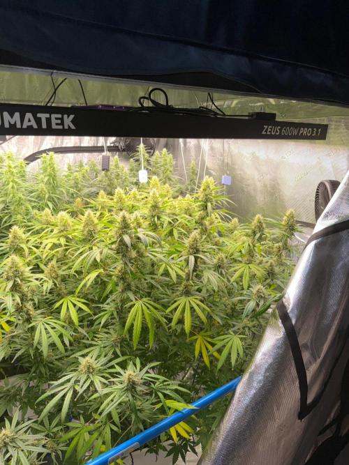 Summer tent grow. Week 12 - NL