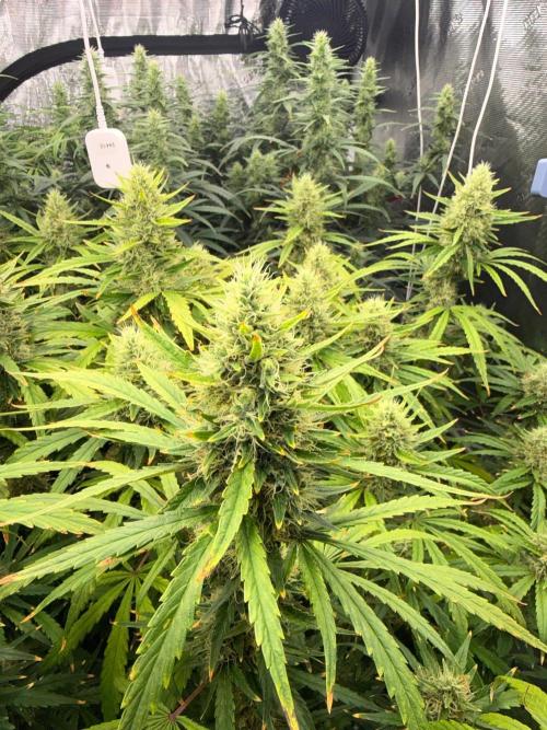 Summer tent grow. Week 12 - Nl