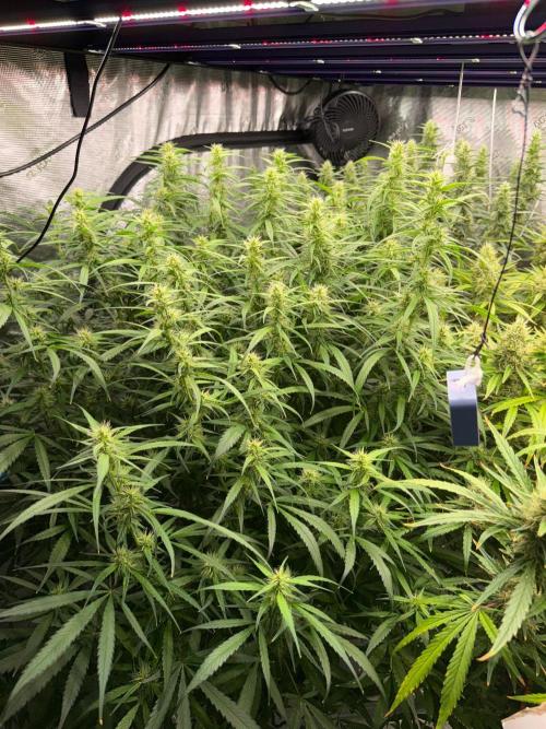 Summer tent grow. Week 12 - NL