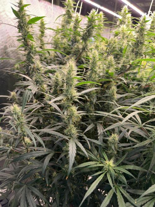Summer tent grow. Week 12 - Hindu Kush 