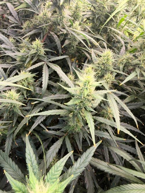 Summer tent grow. Week 12 - Hindu kush